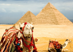 Kamele in Ägypten