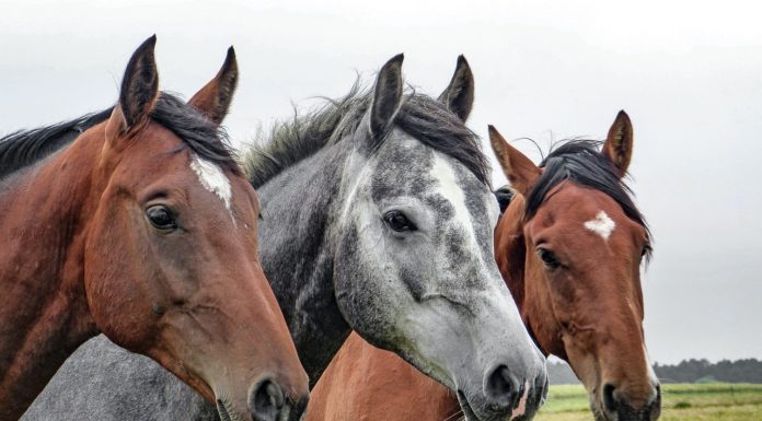 Reiternachwuchs zeigt sein Können beim Schwansen Cup schwansen