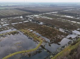Gemeinsam fürs Klima: Wie die Förde Sparkasse ihre CO₂-Emissionen kompensiert