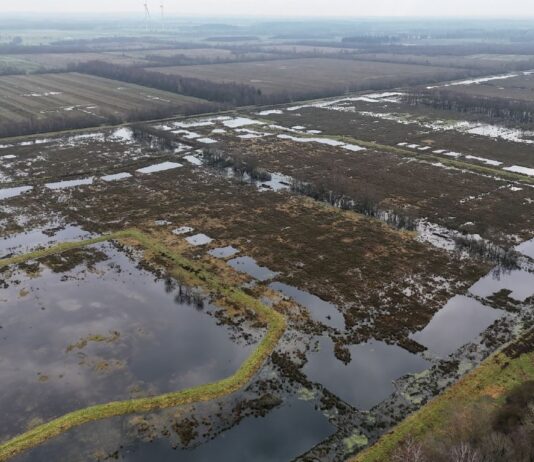 Gemeinsam fürs Klima: Wie die Förde Sparkasse ihre CO₂-Emissionen kompensiert