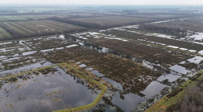 Gemeinsam fürs Klima: Wie die Förde Sparkasse ihre CO₂-Emissionen kompensiert