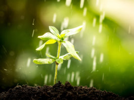 Nachhaltigkeit als Erfolg von Kapitalanlagen Swisscanto