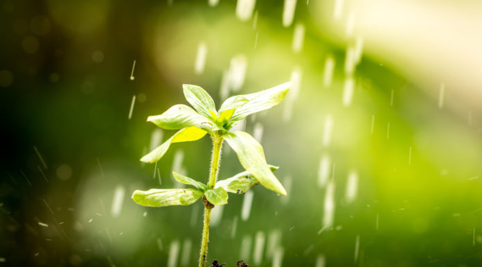 Nachhaltigkeit als Erfolg von Kapitalanlagen Swisscanto