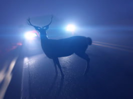 Wildunfall: So reagieren Sie richtig wildunfall