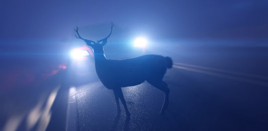 Wildunfall: So reagieren Sie richtig wildunfall