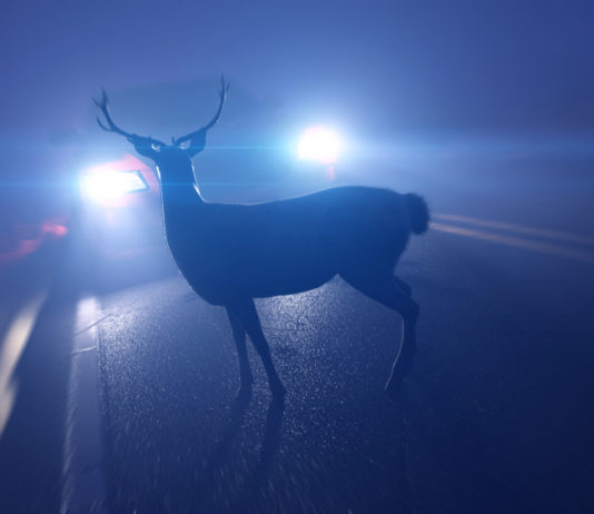 Wildunfall: So reagieren Sie richtig wildunfall