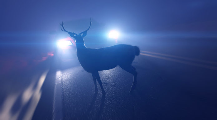 Wildunfall: So reagieren Sie richtig wildunfall