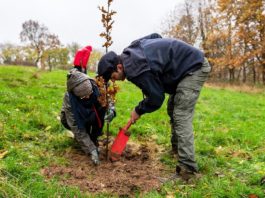 Aktion „Waldmeister“: Haus bauen und Umwelt schützen