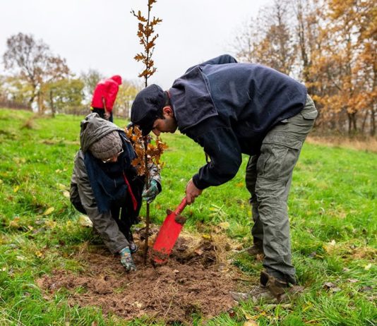Aktion „Waldmeister“: Haus bauen und Umwelt schützen