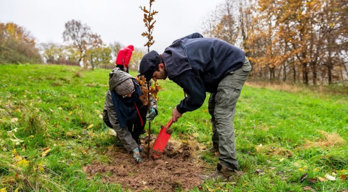 Aktion „Waldmeister“: Haus bauen und Umwelt schützen