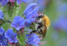 Aktion für mehr Artenvielfalt