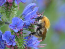 Aktion für mehr Artenvielfalt