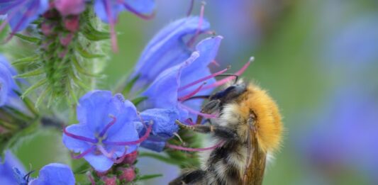 Aktion für mehr Artenvielfalt