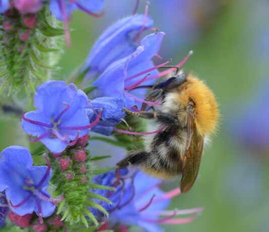 Aktion für mehr Artenvielfalt