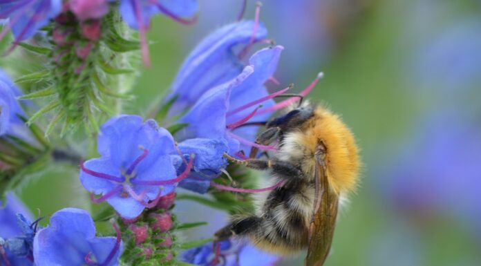 Aktion für mehr Artenvielfalt