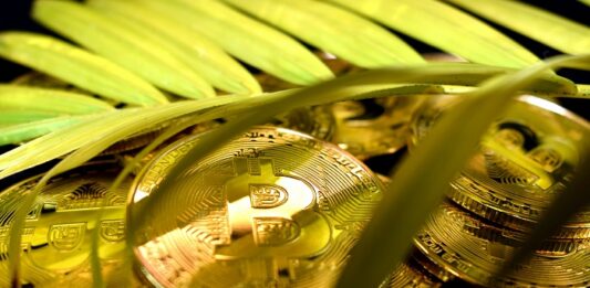 Kryptowährung im Finanz-Dschungel Bitcoins im Dschungel