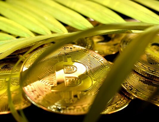 Kryptowährung im Finanz-Dschungel Bitcoins im Dschungel