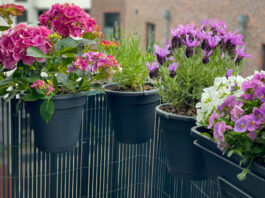 Artenvielfalt fördern – auf dem Balkon oder kleinen Flächen