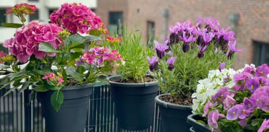 Artenvielfalt fördern – auf dem Balkon oder kleinen Flächen