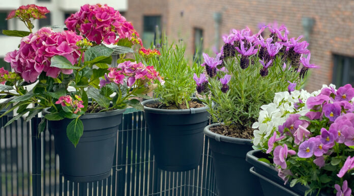 Artenvielfalt fördern – auf dem Balkon oder kleinen Flächen