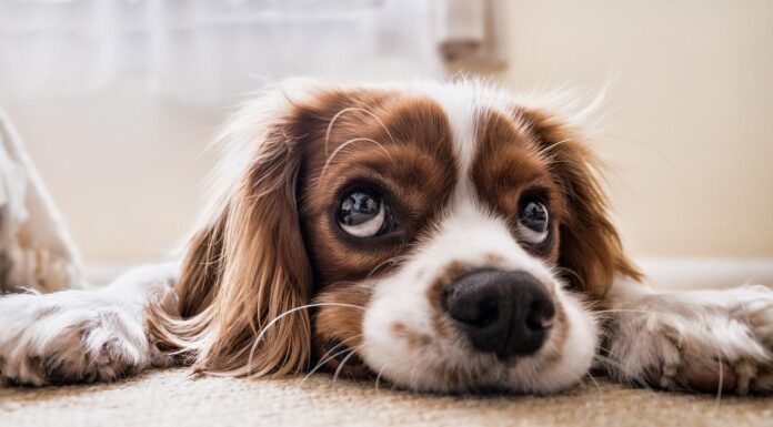 Wie viel kostet ein Haustier? haustier