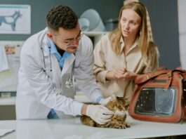 Haustierversicherung: So sichern Sie Ihre tierischen Familienmitglieder optimal ab