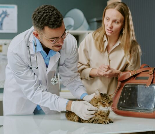 Haustierversicherung: So sichern Sie Ihre tierischen Familienmitglieder optimal ab