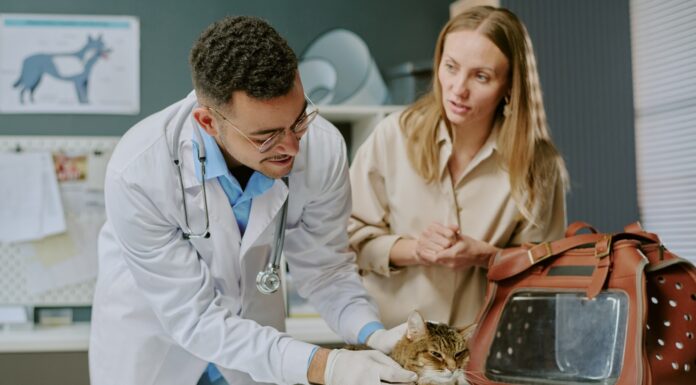 Haustierversicherung: So sichern Sie Ihre tierischen Familienmitglieder optimal ab